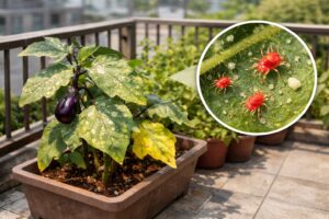 「ナスの葉に白い斑点!?」原因はハダニかも?今すぐできる駆除と予防法を解説! | やさしい家庭菜園ラボ